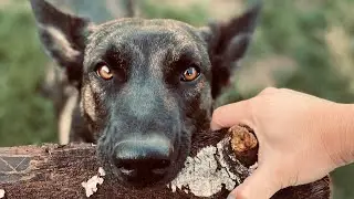 Day In The Life  (Dutch Shepherd / Belgian Malinois)
