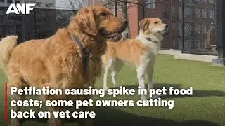 Petflation causing spike in pet food costs; some pet owners cutting back on vet care