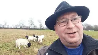 Neue Produkte und Aufgabenbereiche bei den Dorperschafen im Westerwald.