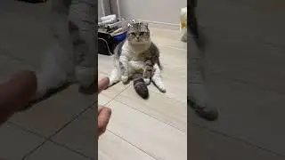 the motu #cat #funny #cutecat #viral #reels