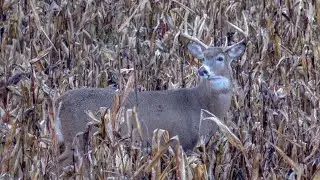 Michigan Deer Hunting 2020 | Big Buck on a Rainy Night