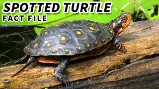 Spotted Turtle Facts: the POLKA DOT Turtle 🐢 Animal Fact Files