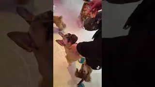 Rio dog cafe #dog #dogcafe #cute #love #baby #animal #fun #japan #travel