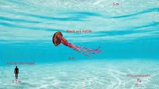 jellyfish size comparison