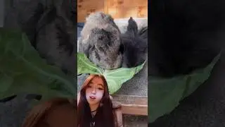 Own A Rabbit? Watch This&hellip;🐰
