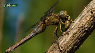 LA LIBELULA: El cazador mas eficiente de la naturaleza