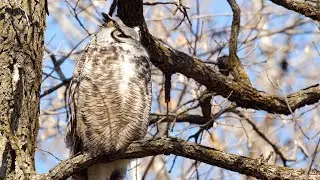 Great Horned Owl - Revisited