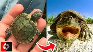 Funny Turtles And Turtles Attack