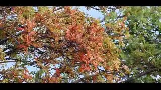 Autumn in the Archipelago