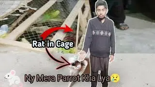 Rat 🐁 Mery Parrot ko Kha gya 😭 || Hassaan Mueed 