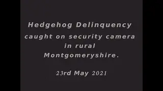 Delinquent hedgehogs!  Rural violence in Mid Wales.