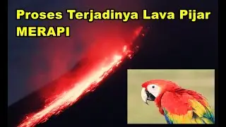 Proses Terjadinya Lava Pijar (5 Mei 2022) & Endemik Satwa Merapi