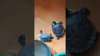 Like a boss 😅 #shorts #trending #viralshorts #turtle #viralvideo #youtubeshorts #animal #ytshorts 😍😍