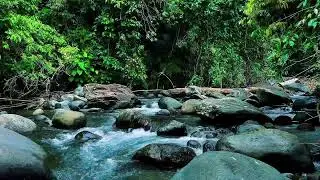 Gentle Jungle River Over Stones &ndash; Real Water Sounds for Deep, Restful Sleep