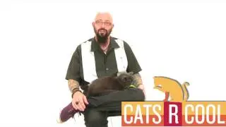 Cats R Cool: Cat Mojo