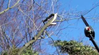 Cutting-off Broken Tree Branches