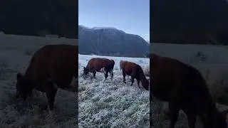 Grazing in the frost! #cow #animals #frost #norway #forest #farming #farm #farmer #farmlife  #grazin