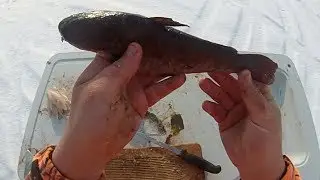 How To #12: Gut, Skin, and Behead (Clean) a Bullhead Very Fast