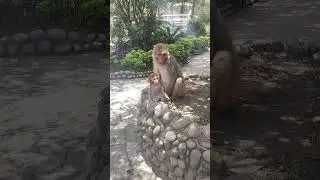 Little Monkey with it's Mother in the park at Ktm.