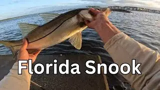 Catching Monster Snook Around Jacksonville Bridges!