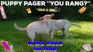How to Train Dogs with Pager Collar