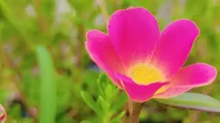 Sadaf Tabrez🦋 is live💕🌷🦩