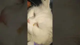 #catlover#catbehavior #animallife