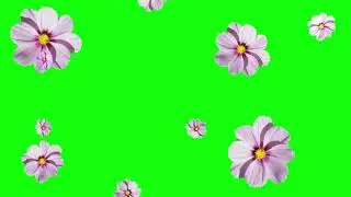 pink flower fall down green screen   No Copyright, Motion Graphics, Backgrounds