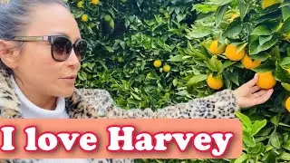 HARVEY, WESTERN AUSTRALIA