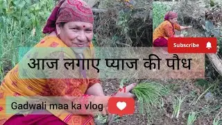  आज लगाए प्याज के पौधे।। Gadwali maa ka vlog।। #viralvideo #phadilifestyle #dehradunvlogger 