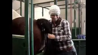 Mare Palpation