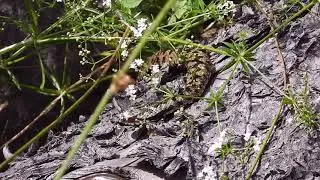 Żmija zygzakowata (Vipera berus)