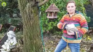 Prírodná jedlá záhrada v novembri - 11.diel (Hanka Sekulová)
