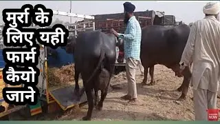 Heavy milkar murra buffalo Haryana going to Punjab moga
