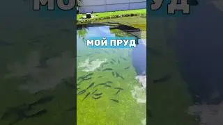 Какой пруд у создателя прудов? Кормлю свою рыбу в своём пруду. Лосось, Форель #пруд #рыба