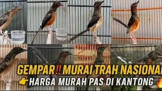 GEMPAR‼️ MURAI TROTOL TRAH NASIONAL HARGA MURAH ADA DI HEN MURAI BF JAKARTA PUSAT🔥