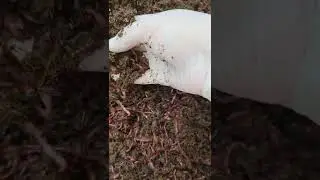 Solucan üretim kiti yapımı ayrıntıları...