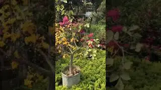 yellow palash flowers |plant |flowers plant | kaathu mela