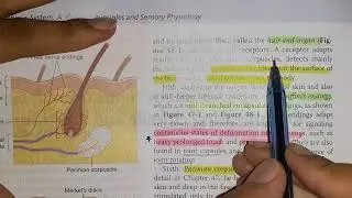 Chapter 48 Guyton Physiology Somatic Sensations Tactile and Position (Part 1)