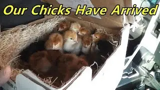 Our Chicks Have Arrived! - Ordering chicks online