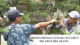 Merawat Warisan: ASMR Bonsai Cemara Tua Berumur Hampir Setengah Abad
