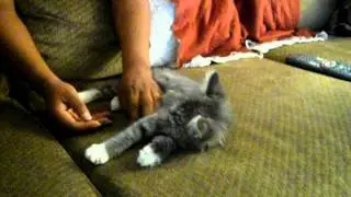 Shookie The cape Cod cat