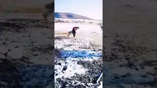 Драка с ламой