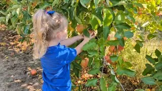Apple Picking at Baker Farms