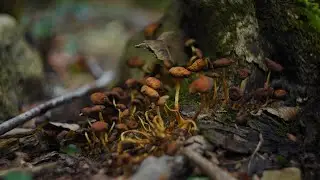 Are Fungi Plants? | Encyclopaedia Britannica