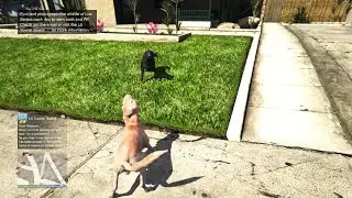 GTA5 Online WTF These Dogs Barking At #shorts #1kviews #viraldogsvideos #cutedogs #subscribe 