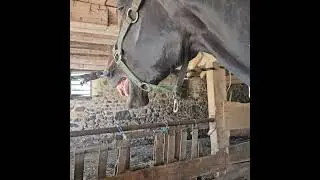 ✨ Unlock Your Horse&rsquo;s Full Potential with Equine Massage! 🐴