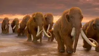 Ice Age Giants BBC [2013] - Woolly Mammoth Screen Time
