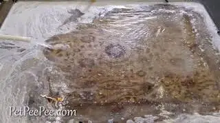 Гарантия PetPeePee® Как я изобрел машину XPETPEE® для удаления запаха мочи с восточных ковров