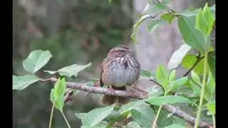 Song Sparrow Sings